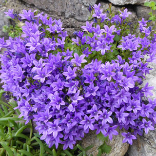 Bellflower, Violet Wall